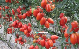 Crème de tomate inhabituelle et comment en prendre soin
