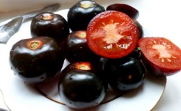 Technologie de culture de la tomate 