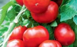 Un excellent choix pour ceux qui veulent obtenir une riche récolte précoce d'excellentes tomates - tomate 