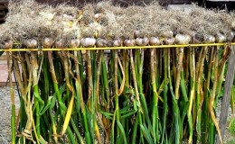 Un guide pratique pour faire pousser de l'ail en serre: une technique de jardiniers expérimentés