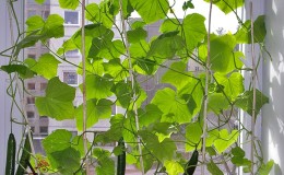 Instructions étape par étape pour les cultivateurs de légumes novices: comment faire pousser des concombres sur le balcon et obtenir une récolte