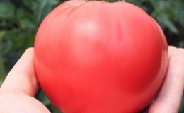 Dans quel sol la tomate romarin donne-t-elle le meilleur rendement et qu'est-ce qui l'affecte d'autre?