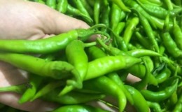 Comment faire pousser et appliquer des piments verts et à qui est-il contre-indiqué?
