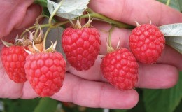 Les meilleures variétés de framboises pour l'Oural et les particularités de leur culture