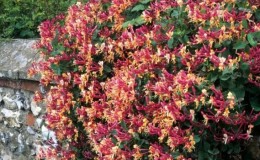 Types et variétés de chèvrefeuille bouclé décoratif