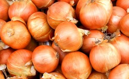 Un hybride hivernal précoce d'oignons Troy avec un goût moyennement épicé