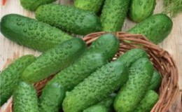 Comment faire pousser correctement les concombres Marinda F1 sur votre parcelle et obtenir une récolte riche