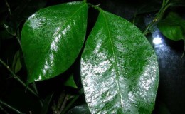 Pourquoi le citron a des taches collantes et que faire avec