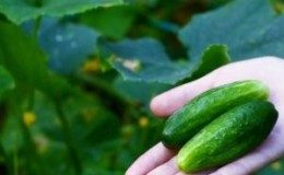 Les recettes les plus efficaces pour nourrir les concombres pendant la fructification