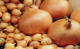 Variété d'oignon précoce à usage universel 