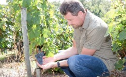 Comment et quoi nourrir les raisins en août: la meilleure vinaigrette et les conseils des vignerons