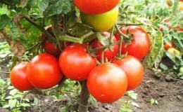 Gina Tomato résistante aux maladies et facile à entretenir - Un guide pratique pour la culture