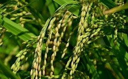 Où et comment le riz pousse et est-il possible de le cultiver à la maison