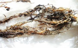 Qu'est-ce qu'un nématode de la pomme de terre et comment y faire face