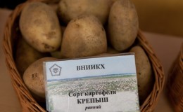 Variété de pomme de terre de table 