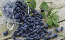 Comment congeler le chèvrefeuille pour l'hiver sous forme de jus, de purée ou de baies entières