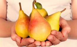 Les meilleures variétés de poires pour la région de Moscou