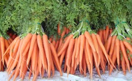 Analyse des erreurs de culture: pourquoi les carottes sont amères et comment éviter cela