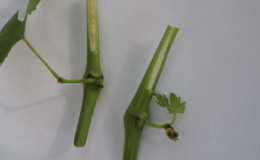 Un guide pour multiplier les raisins avec des boutures vertes en été