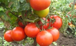 Un cadeau pour les jardiniers des régions du nord avec un climat difficile - une tomate stable et fructueuse 