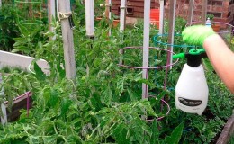 Comment et quoi nourrir les tomates pendant la floraison et la nouaison pour obtenir une riche récolte de grosses tomates