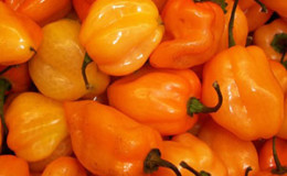 Comment faire pousser des piments habanero et utiliser correctement ce composant en cuisine