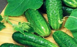 Conseils pour cultiver des concombres 