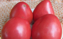 Comment faire pousser une tomate 