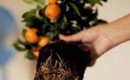 Un guide étape par étape pour replanter un arbre de mandarine à la maison