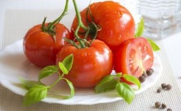 Un excellent hybride pour plein champ - tomate 