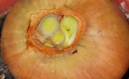 Pourquoi couper les oignons lors de la plantation avant l'hiver et s'il est nécessaire de le faire