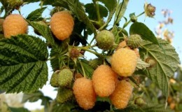 Examen de la variété de framboises 