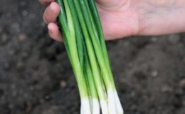 Variété d'oignon à haut rendement avec une saveur incroyable 