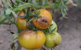 Nous sauvons la récolte de tomates affectée ou comment sauver les tomates du mildiou si elles sont déjà malades