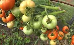 Comment faire rougir les tomates plus vite