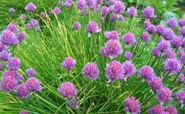 Oignon de table vivace 