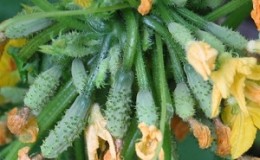 Hybride de concombre 