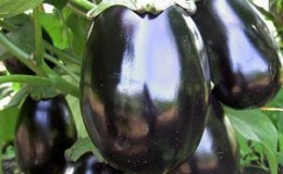 Secrets de nourrir l'aubergine pour une récolte riche