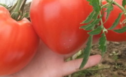 Tomate charnue, savoureuse et très aromatique 