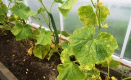 Que faire si les plants de concombre jaunissent: nous résolvons le problème et prévenons son apparition