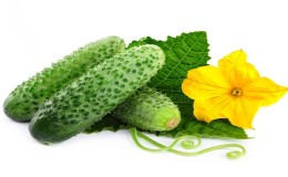 Examen de la variété de concombre Pasamonte: avantages et inconvénients, caractéristiques de la technologie agricole