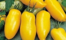 Une variété étonnante pour les résidents d'été expérimentaux - la tomate Banana Legs et ses recommandations pour sa culture