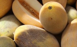 Instructions étape par étape pour choisir le bon melon: conseils utiles et astuces de vie pour trouver les fruits les plus délicieux