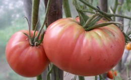 Avantages et inconvénients de la tomate 