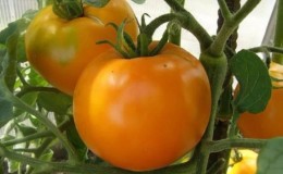 Invité lumineux et exotique dans le jardin: tomate 