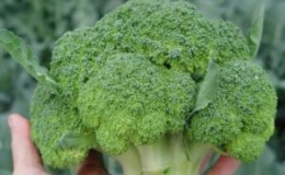 Les meilleures variétés de brocoli pour la région de Moscou, cultivées en pleine terre et en serre