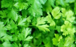 Comment le persil aide-t-il à lutter contre les poches sous les yeux et comment peut-il être utilisé