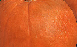 Variété de citrouille 