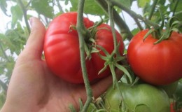 Nous obtenons une récolte riche même dans des conditions météorologiques défavorables, en cultivant la tomate 