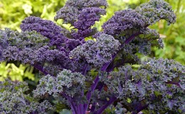 Caractéristiques de la culture d'un hybride feuillu de chou Redbor F1